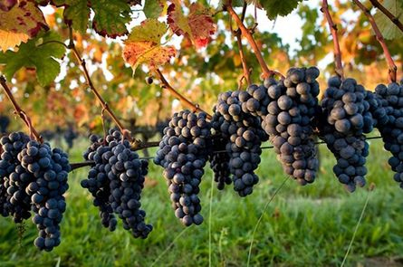 День открытых дверей  – продегустируйте лучшие женевские вина  